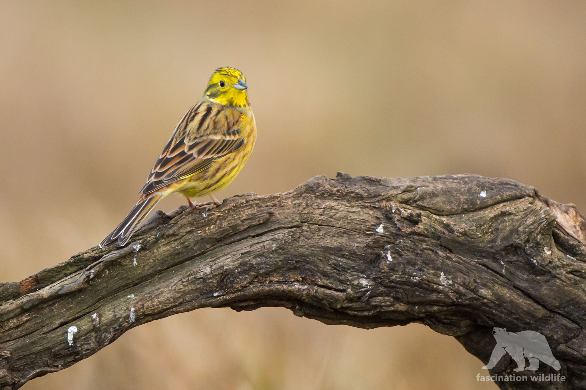 Nikon AF-S Nikkor 200-400mm F4G ED-IF VR sample photo. Yellow bunting photography