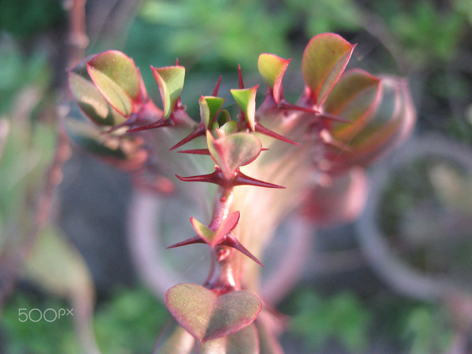 Canon PowerShot A800 sample photo. Id: portraits of strength ~ semi cactus photography