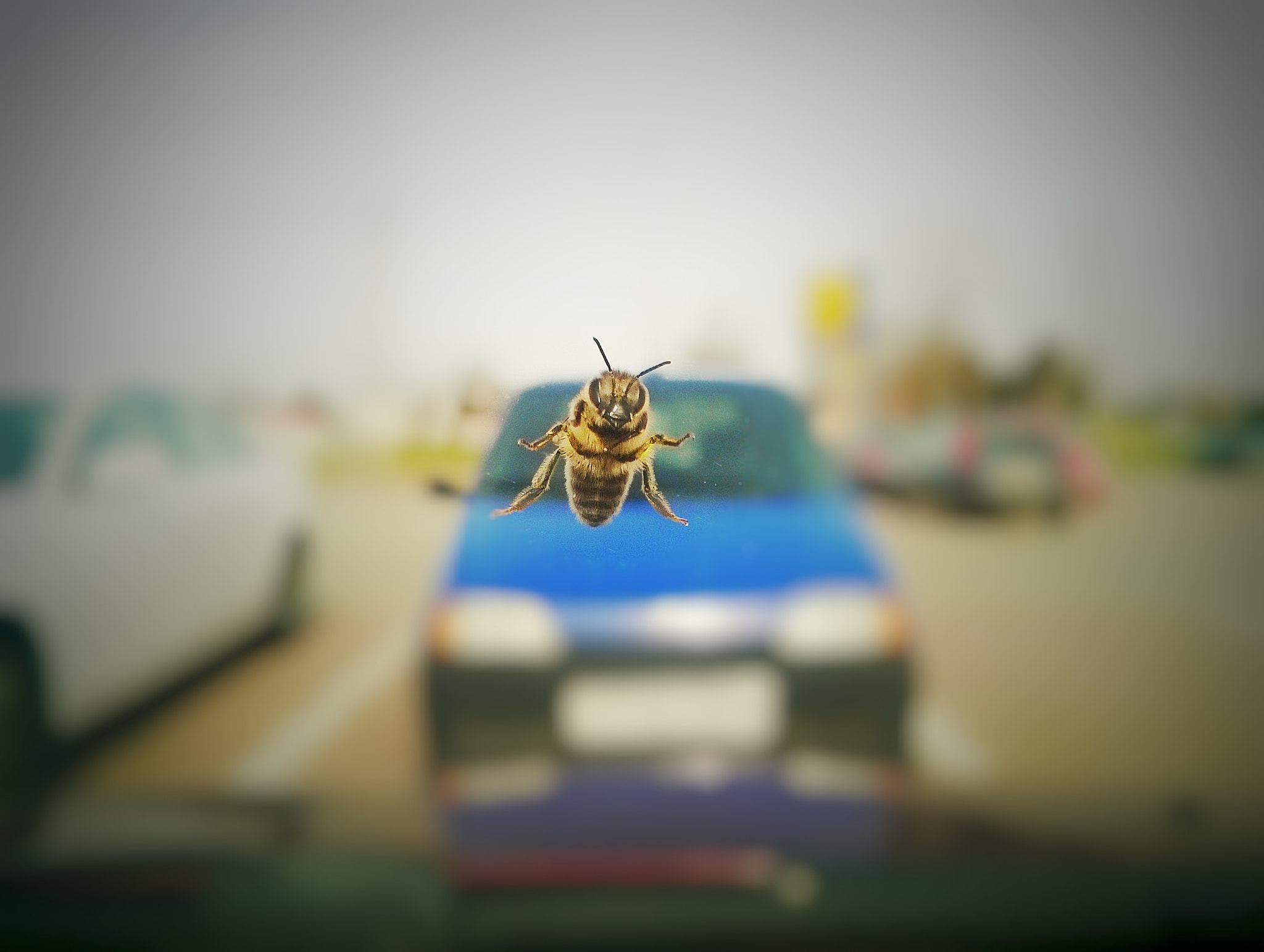 Nokia Lumia 735 sample photo