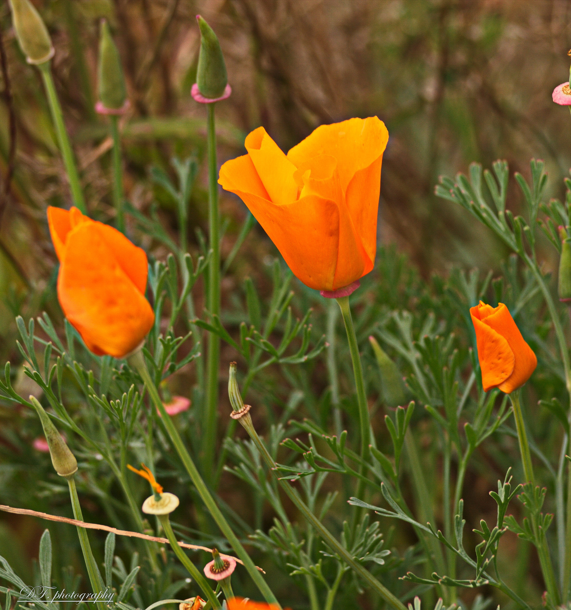 Canon 70.0-300.0 mm sample photo. Img photography
