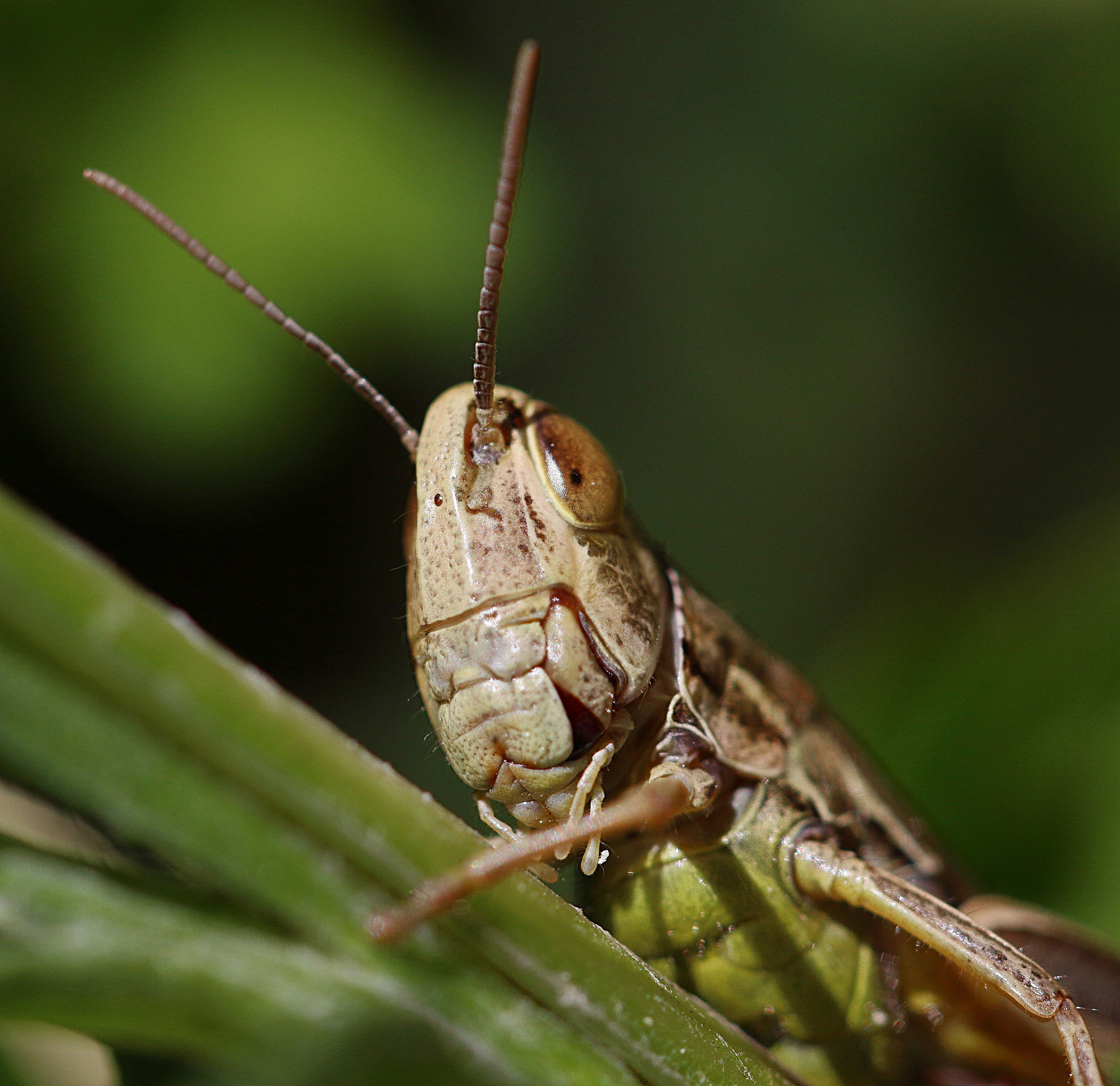 Canon EF 100mm F2.8L Macro IS USM sample photo. Hopper : i see you ! photography