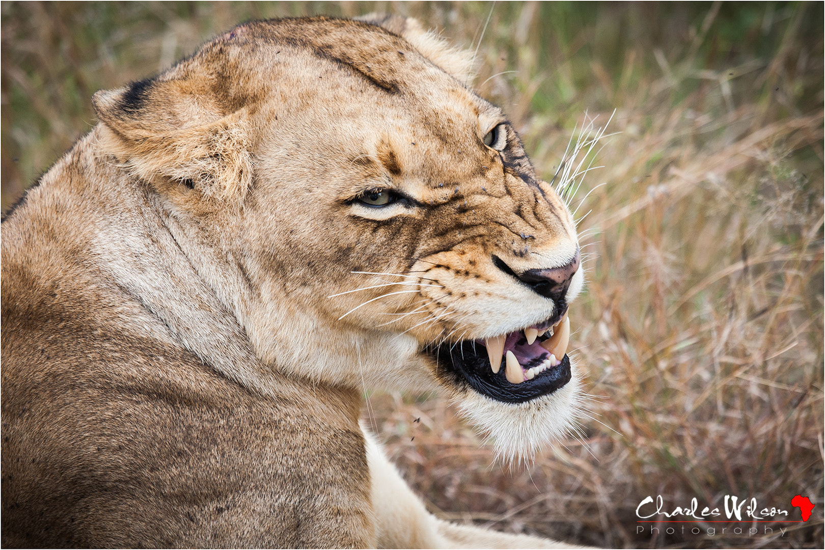 Canon EOS 5D sample photo. Snarling lioness photography