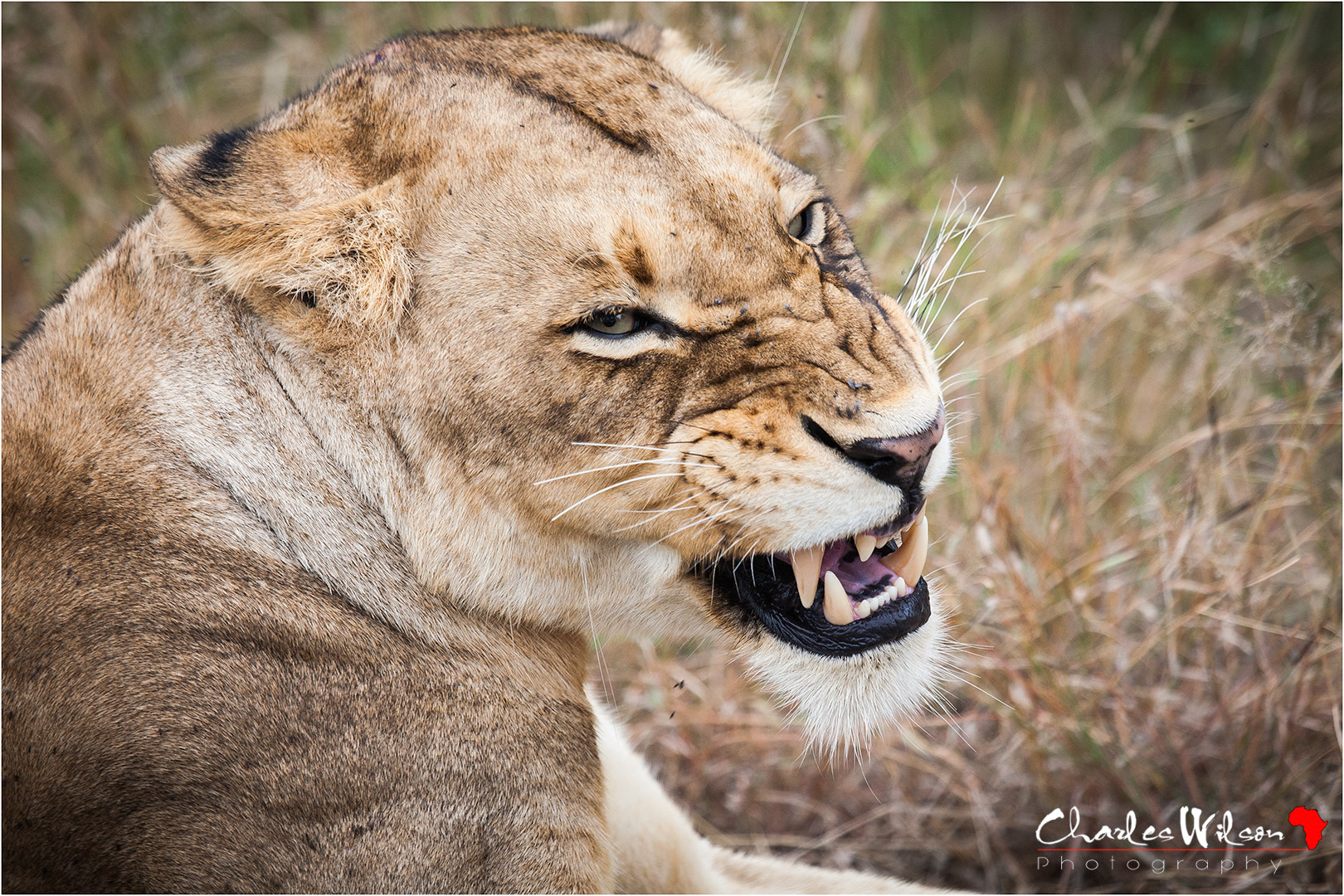Canon EF 100-400mm F4.5-5.6L IS USM sample photo. Snarling lioness photography