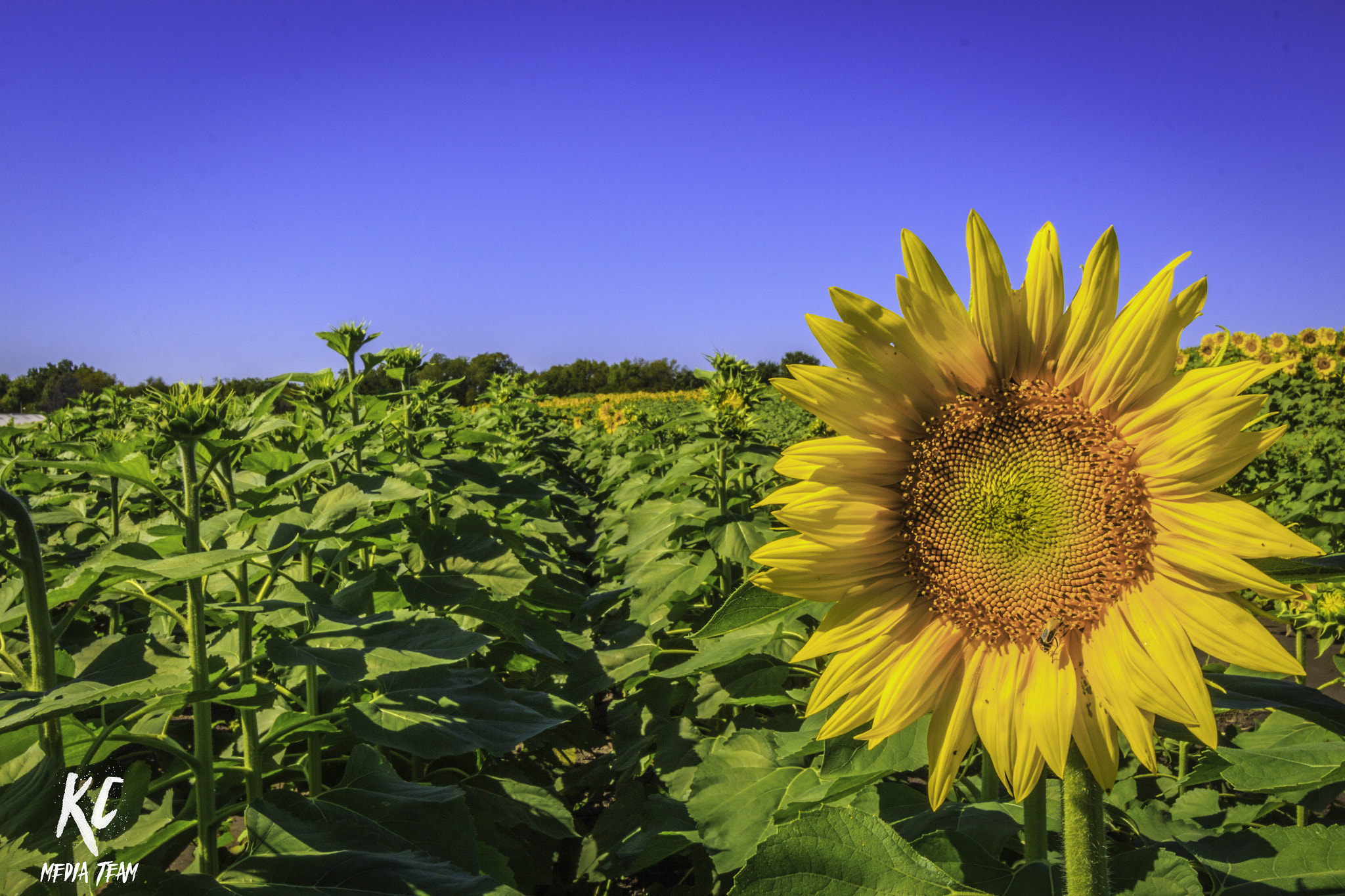 Canon EF-S 10-22mm F3.5-4.5 USM sample photo. Sunflowers photography