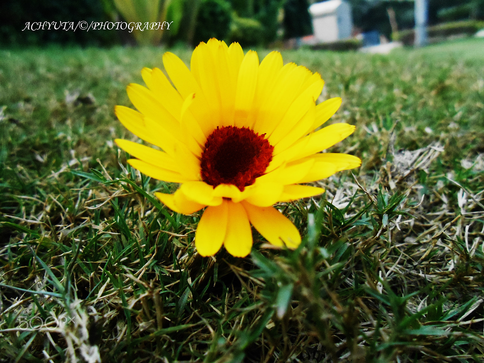 Nikon COOLPIX S3200 sample photo. The earth laugh in flower photography