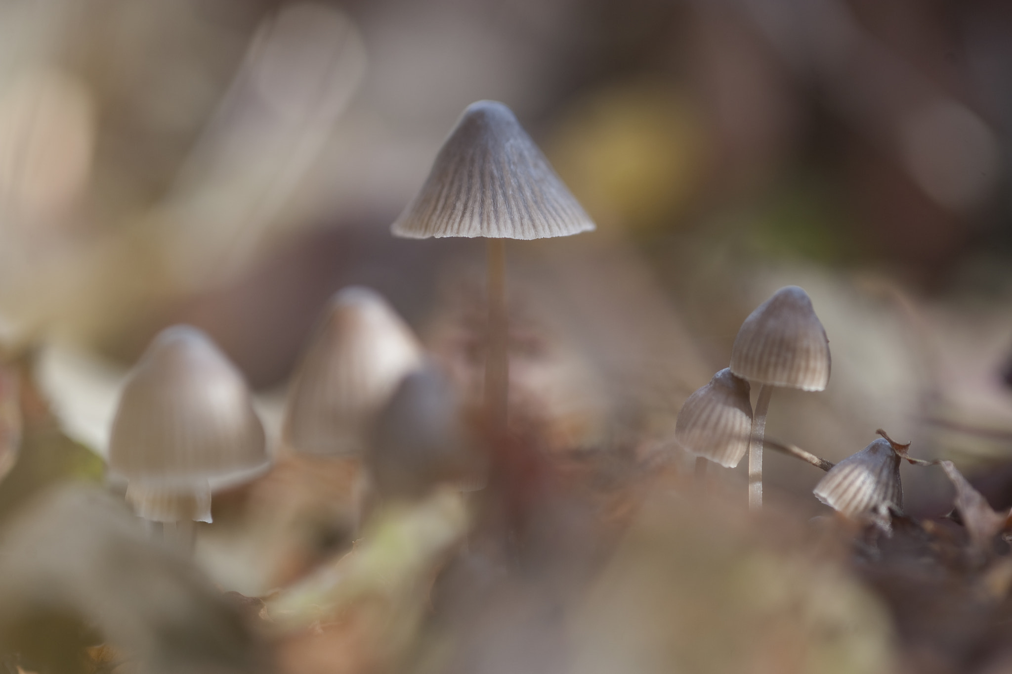 Nikon D3 sample photo. Soft photography