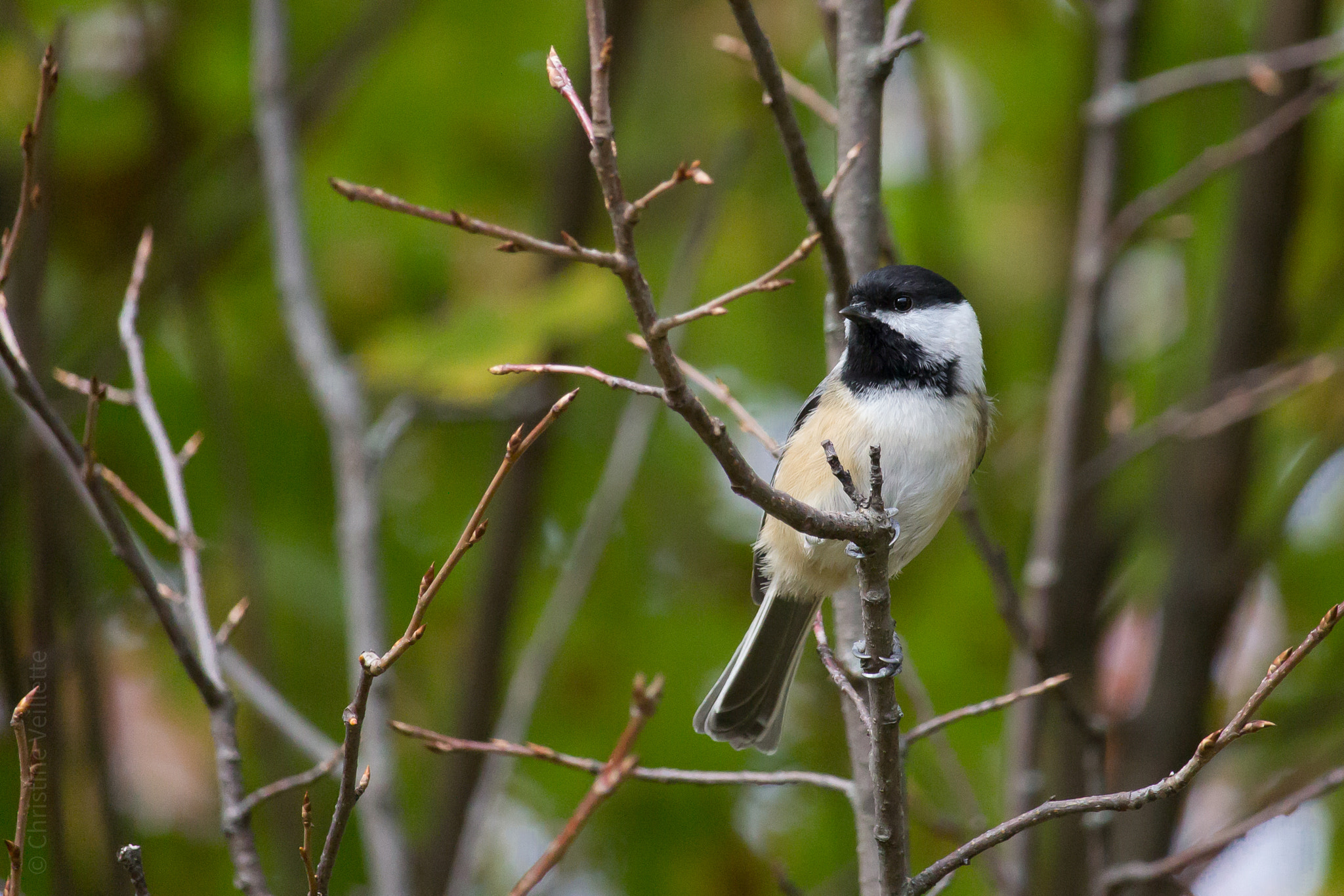 Canon EF-S 55-250mm F4-5.6 IS STM sample photo. Little chickadee photography