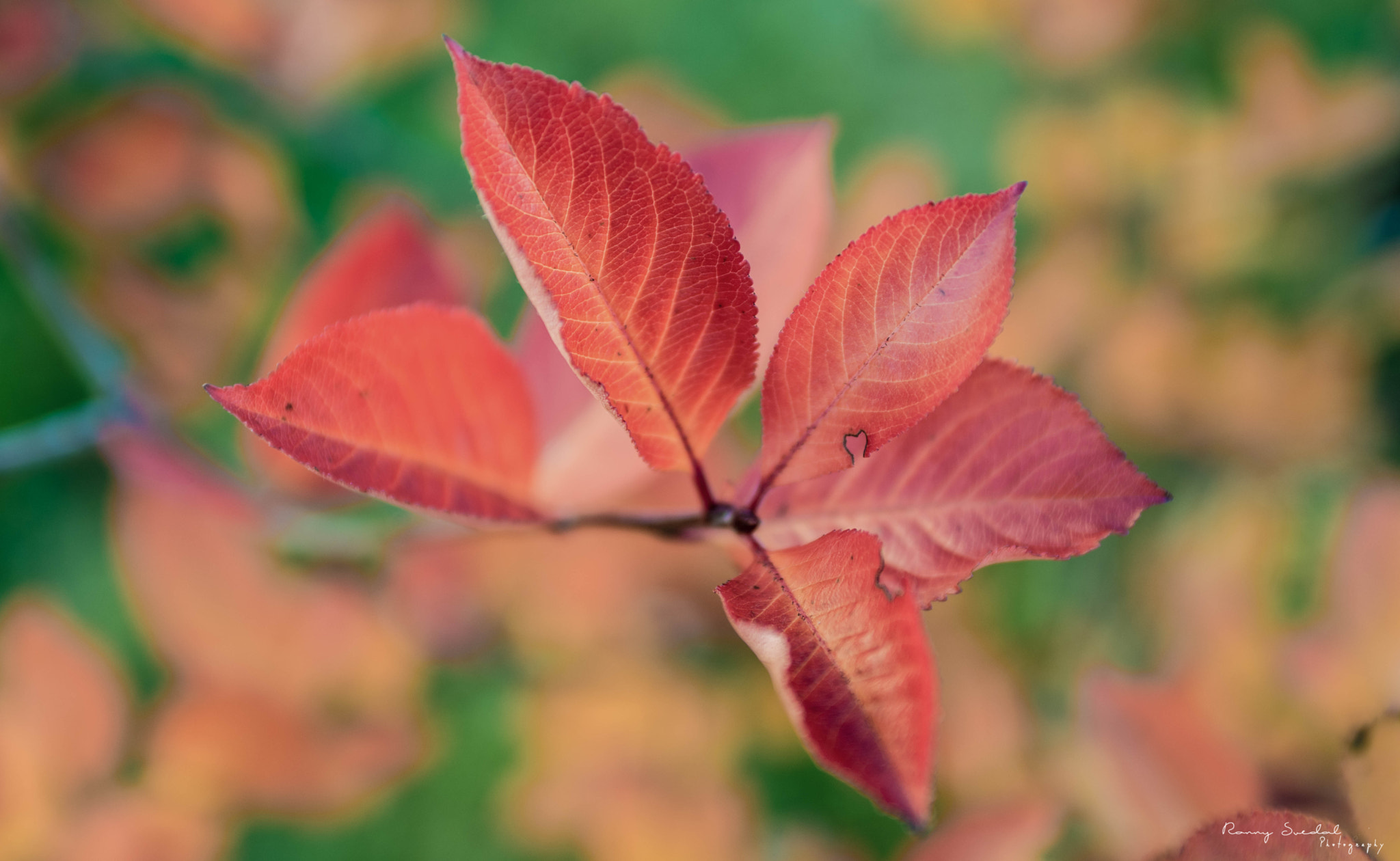 Nikon D7200 + Sigma 24-70mm F2.8 EX DG Macro sample photo. Seasonchange photography