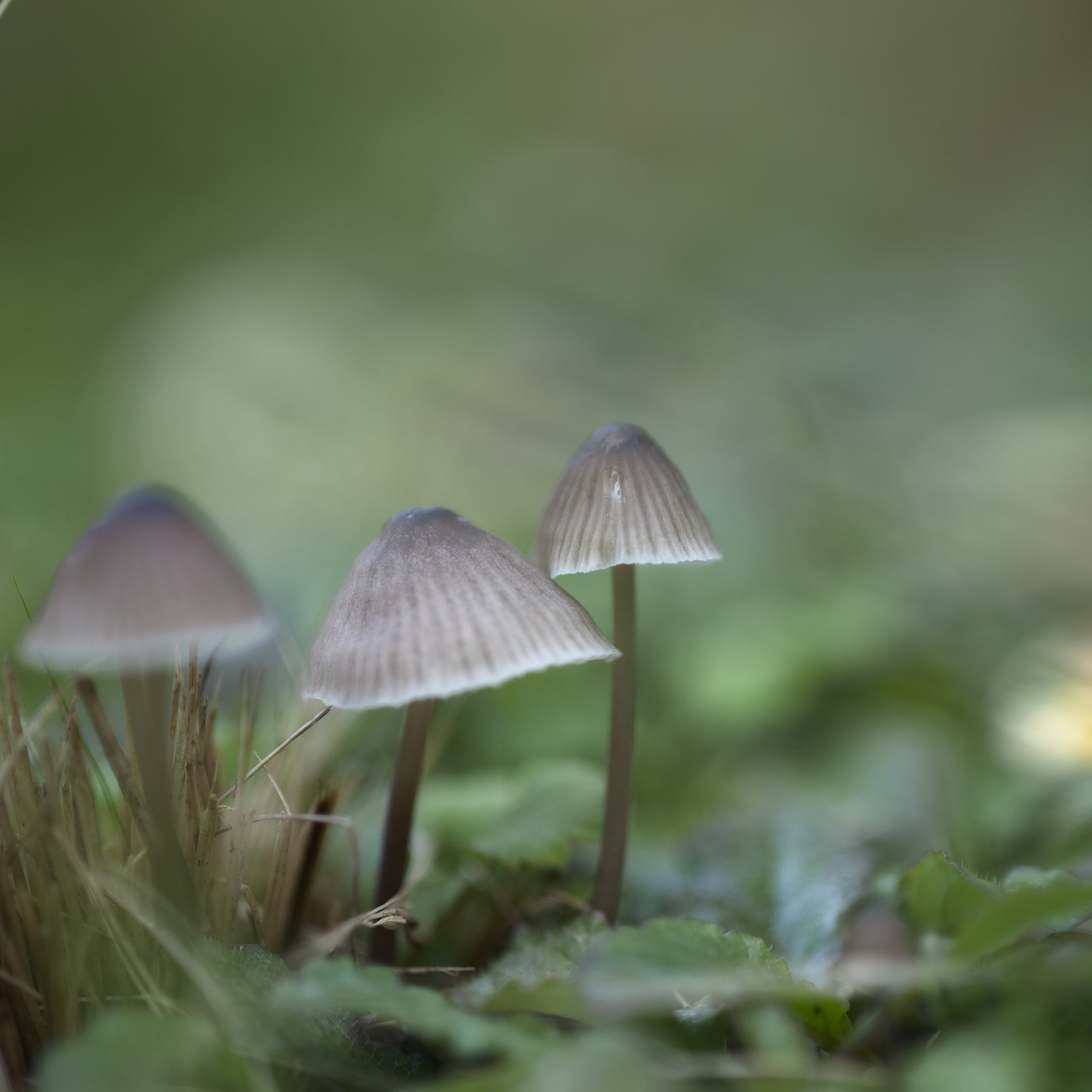 Nikon D3 sample photo. Soft photography