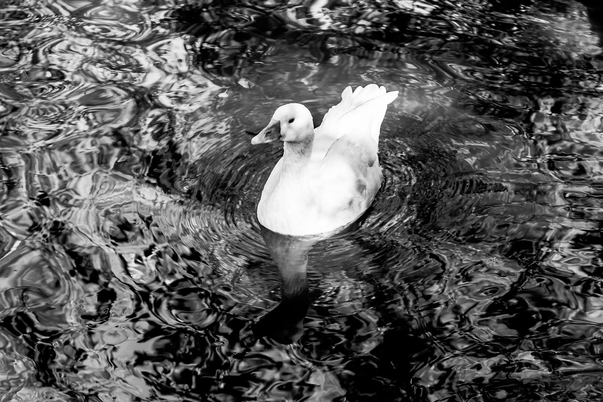 Canon EOS 50D sample photo. Göl güzeli photography