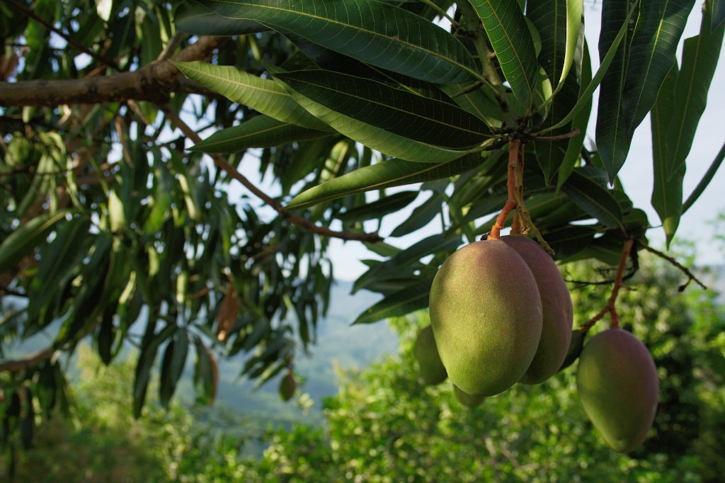 Canon EOS 350D (EOS Digital Rebel XT / EOS Kiss Digital N) sample photo. Mango biche photography