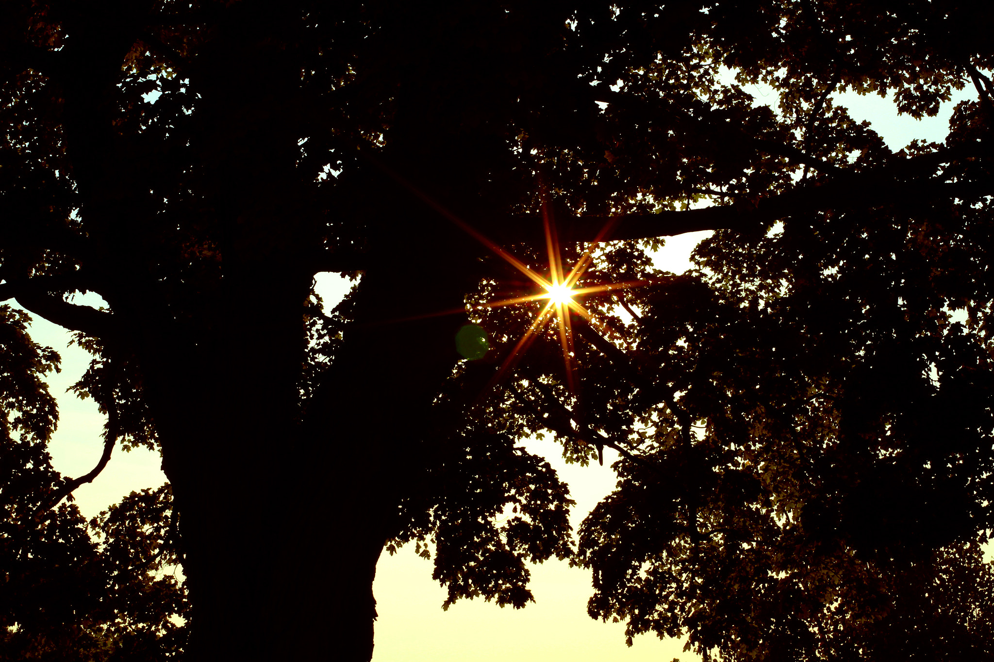 Canon EOS 550D (EOS Rebel T2i / EOS Kiss X4) sample photo. Tree.. photography