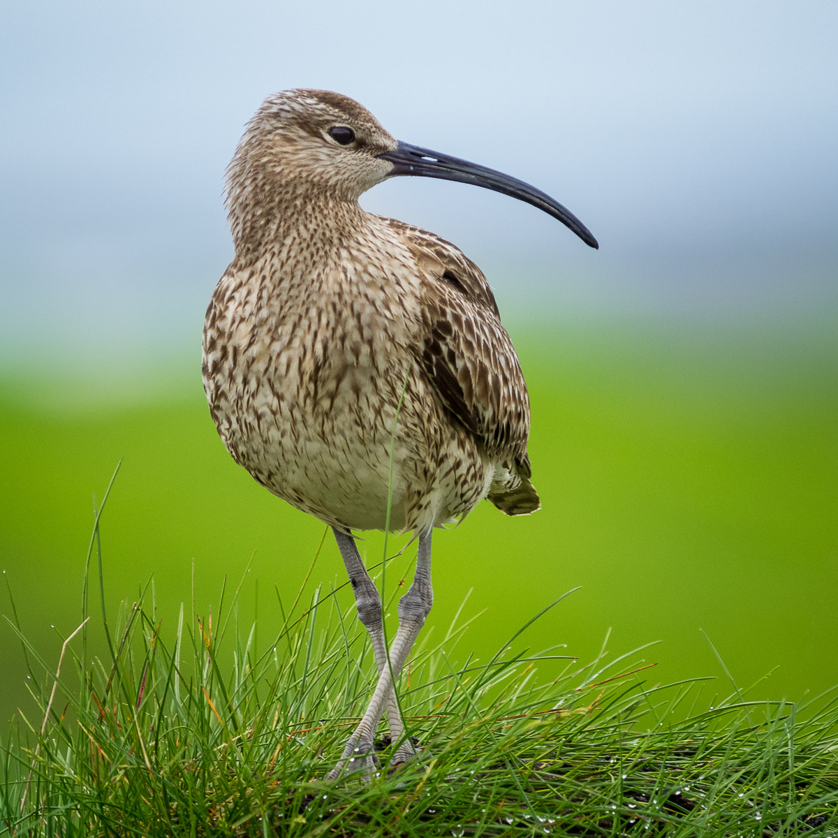 Pentax smc DA* 300mm F4.0 ED (IF) SDM sample photo. Iceland | ballet of the bird photography