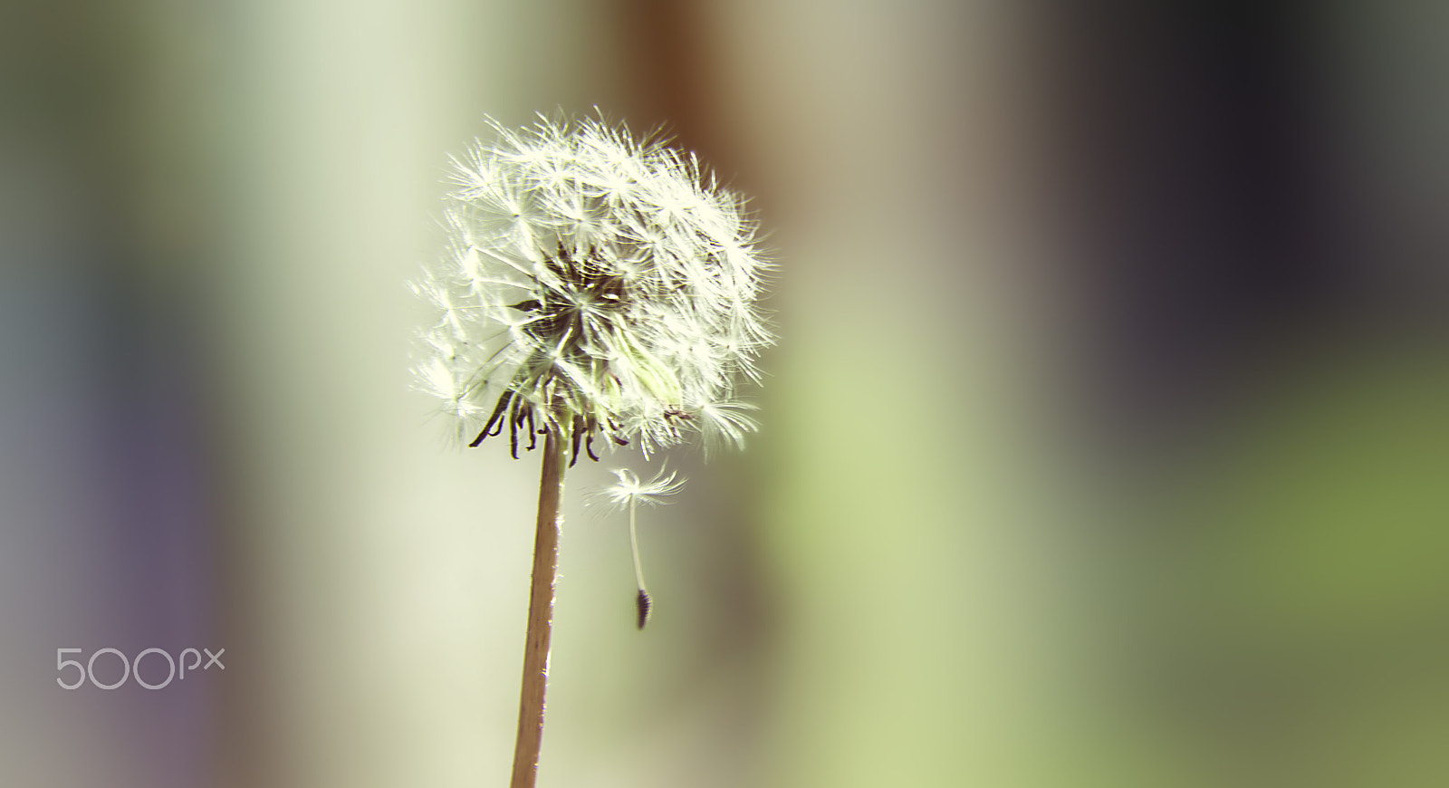 Sigma 70-300mm F4-5.6 APO DG Macro sample photo. Fall photography
