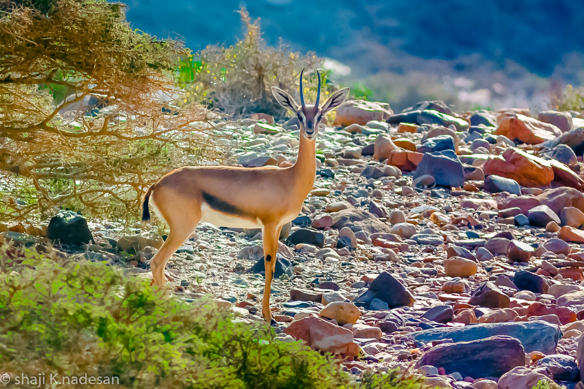 Canon EOS 700D (EOS Rebel T5i / EOS Kiss X7i) sample photo. Arabian gazelle photography