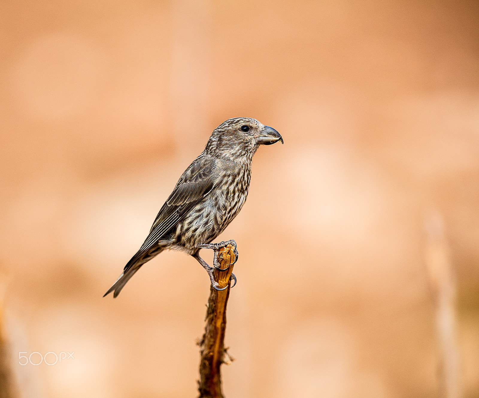 Canon EF 400mm F2.8L IS USM sample photo. Bec croisé des sapins photography