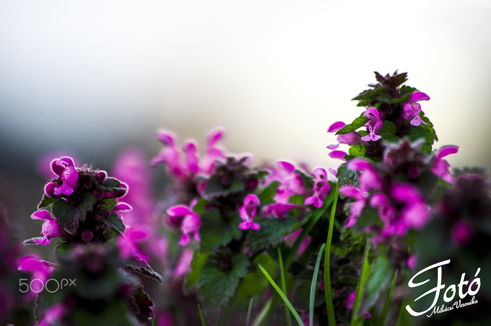 Pentax K-x + smc PENTAX-DA L 50-200mm F4-5.6 ED sample photo. Lamium purpureum - lamiaceae photography