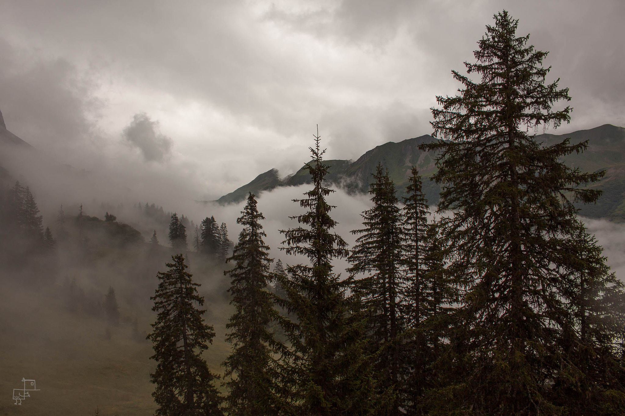 Canon EOS 50D sample photo. Spruce in the mist photography