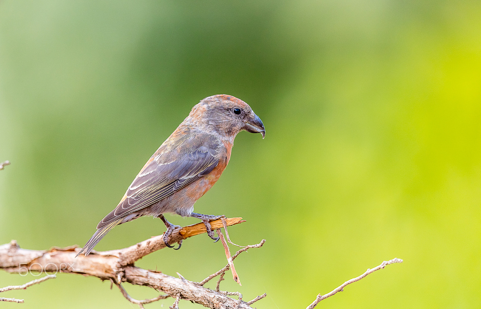 Canon EF 400mm F2.8L IS USM sample photo. Bec croisé des sapins photography