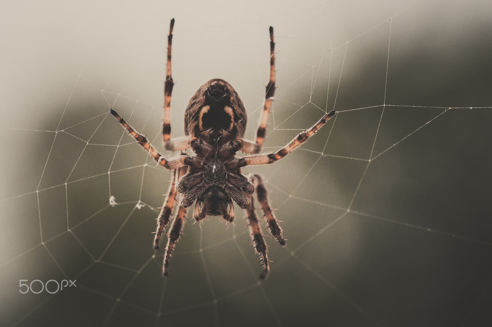 Olympus M.Zuiko Digital ED 60mm F2.8 Macro sample photo. Spider araneus diadematus photography