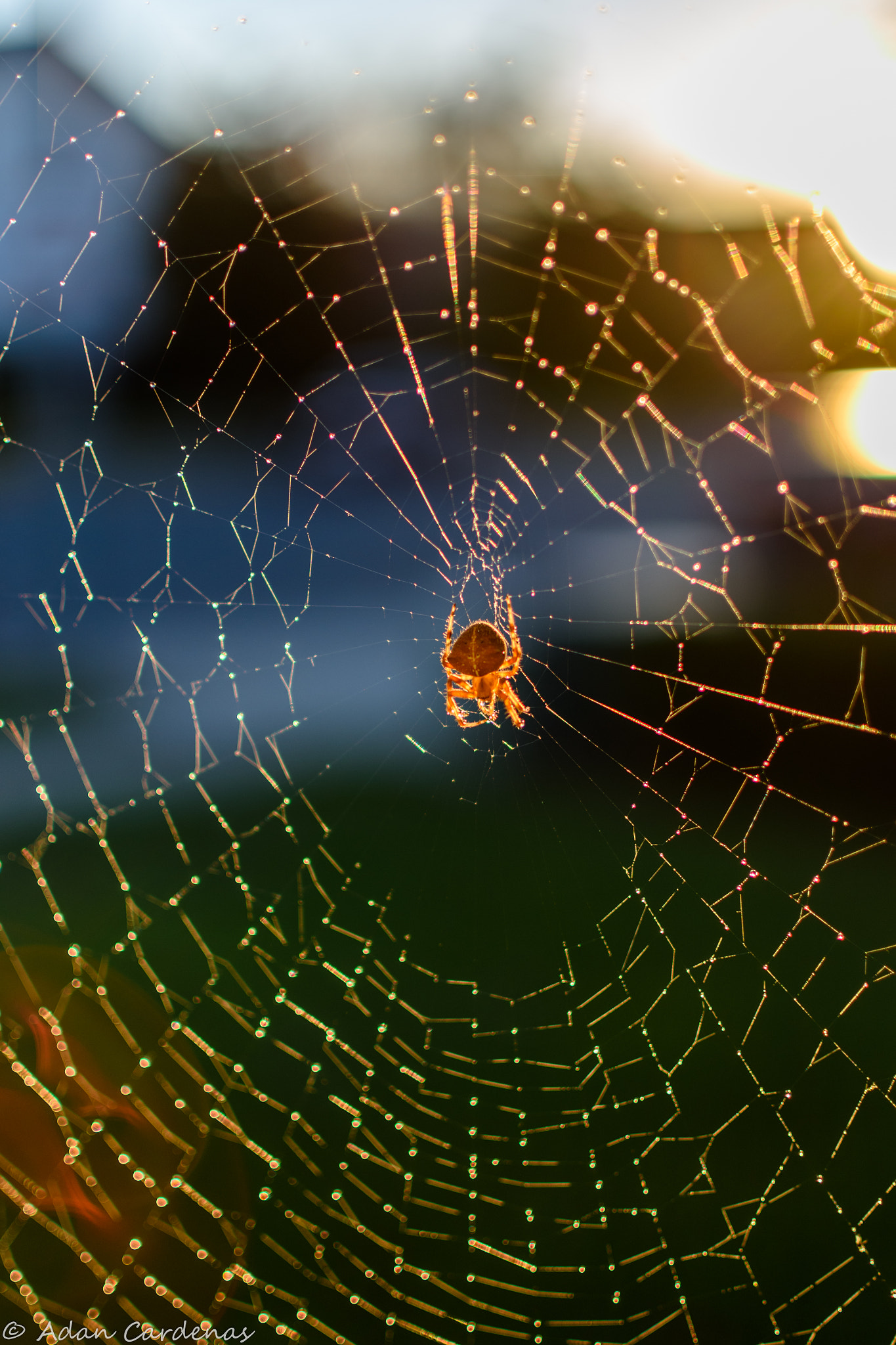 Nikon AF-S DX Nikkor 35mm F1.8G sample photo. Spider rise and shine photography