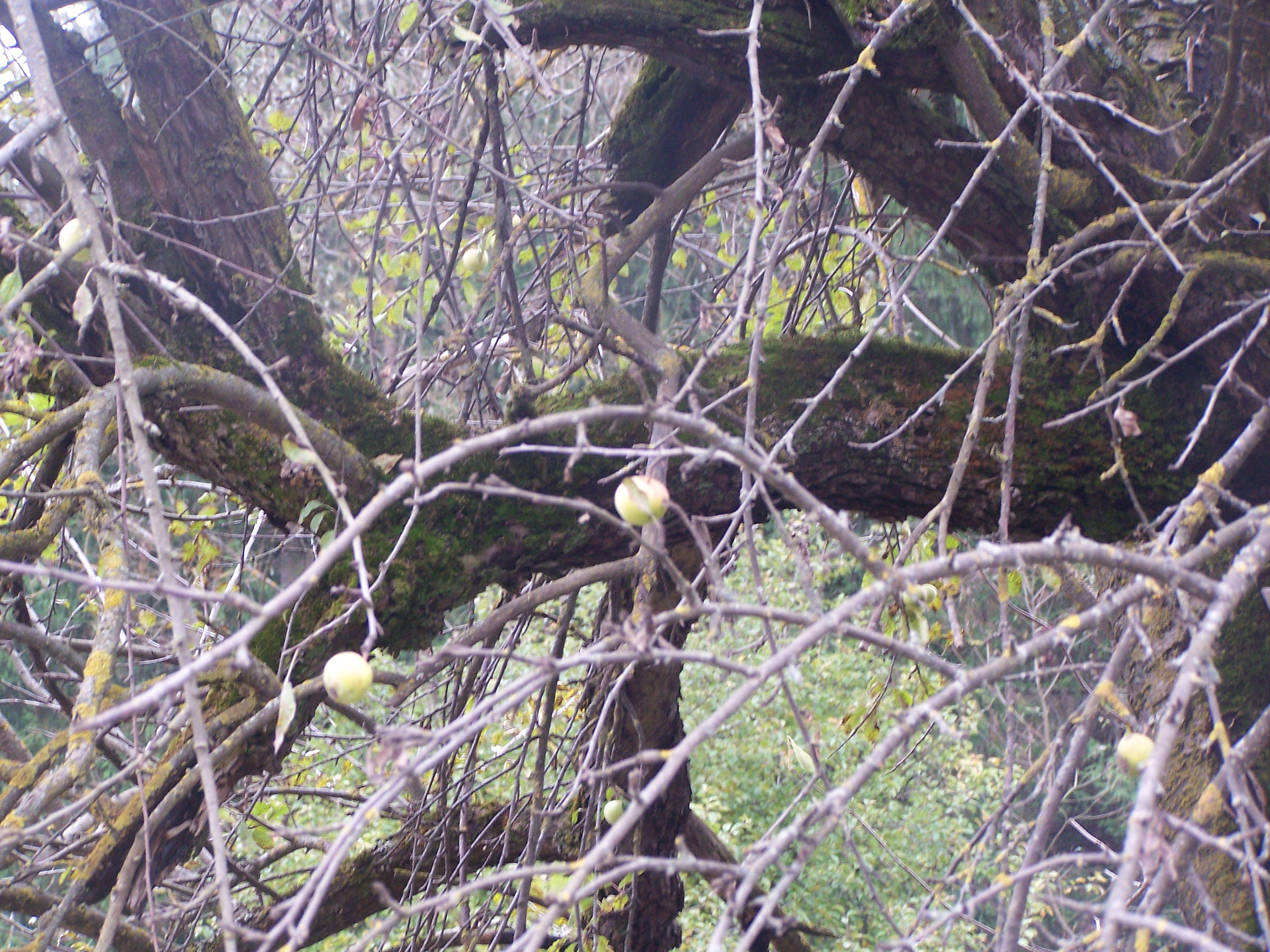 Kodak DX7590 ZOOM DIGITAL CAMERA sample photo. Apples photography