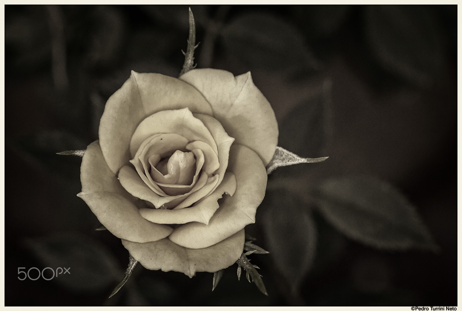 Canon EF 100mm F2.8L Macro IS USM sample photo. Rose bud b&w photography