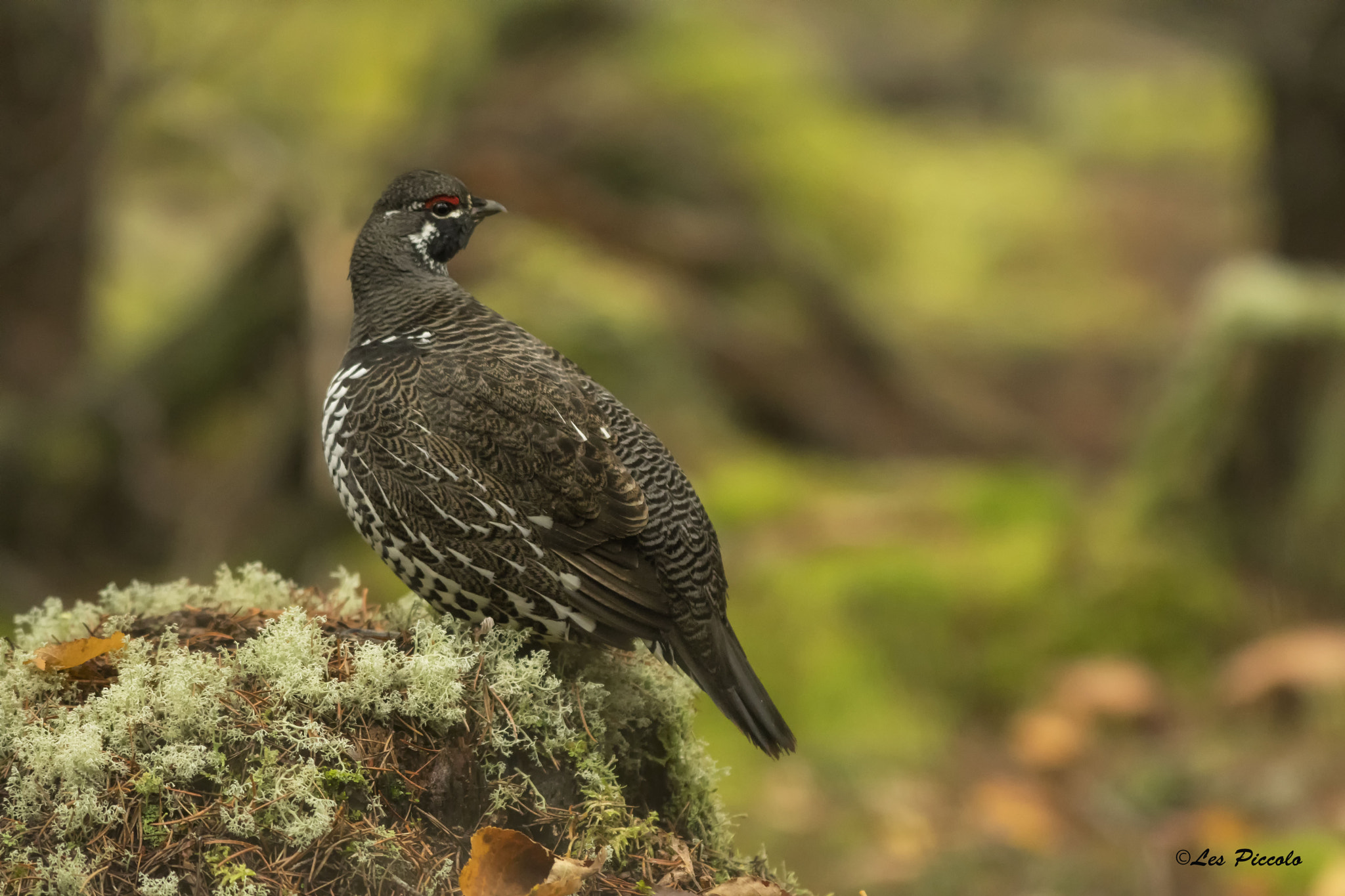 Nikon AF-S Nikkor 300mm F2.8G ED-IF VR sample photo. Spruce grouse photography