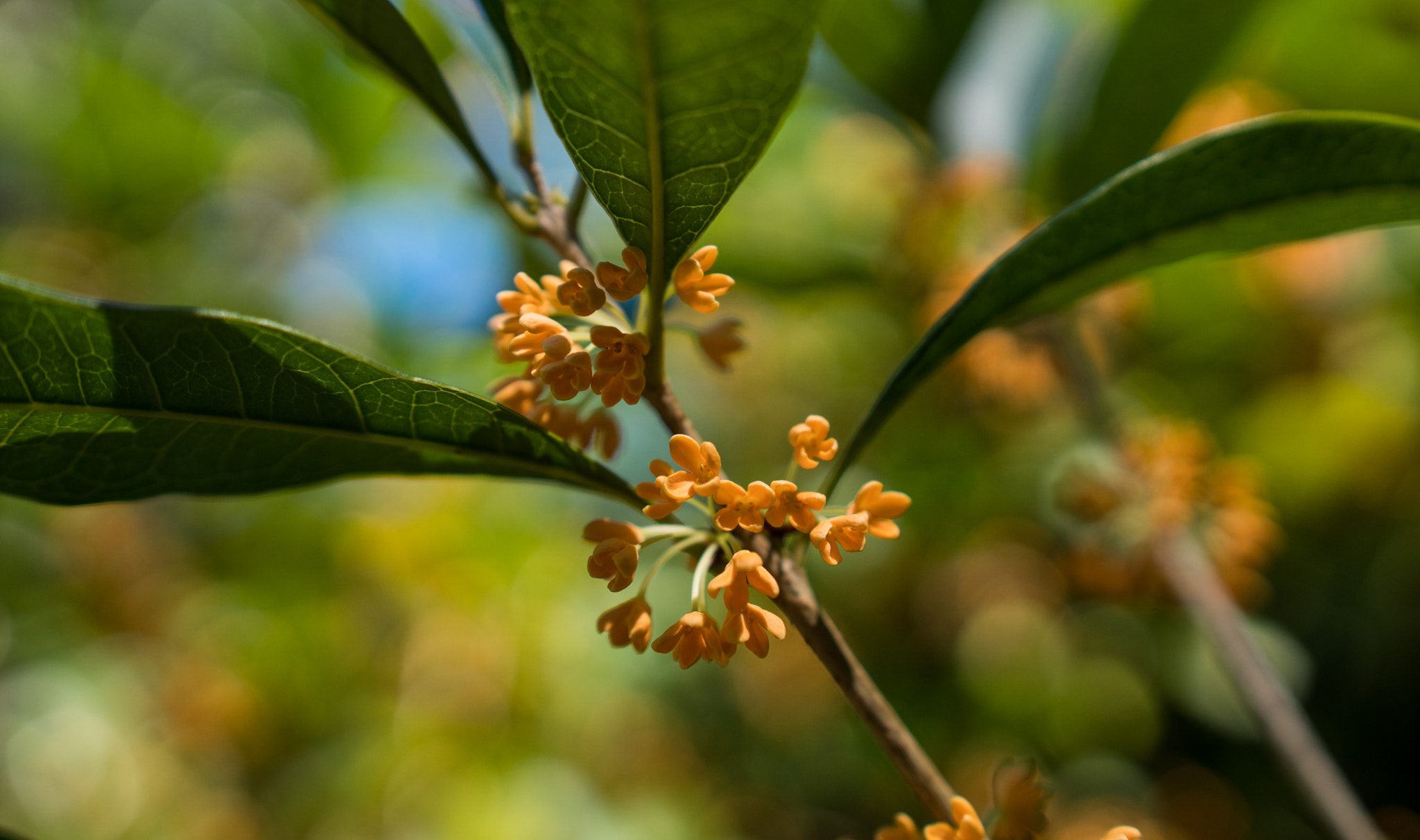 Sony a6300 + 18-35mm F1.8 DC HSM | Art 013 sample photo. Orange blooms photography