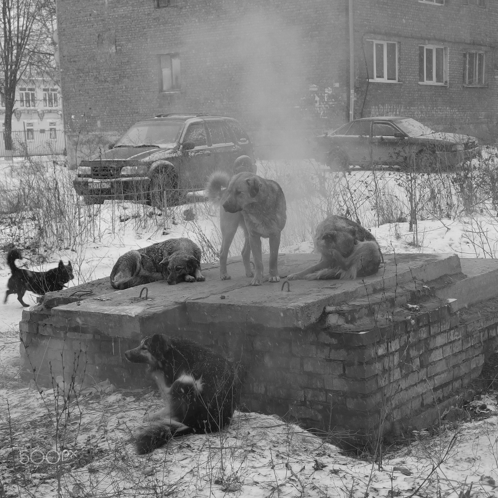 PENTAX RICOH IMAGING PENTAX MX-1 sample photo. Winter dogs photography