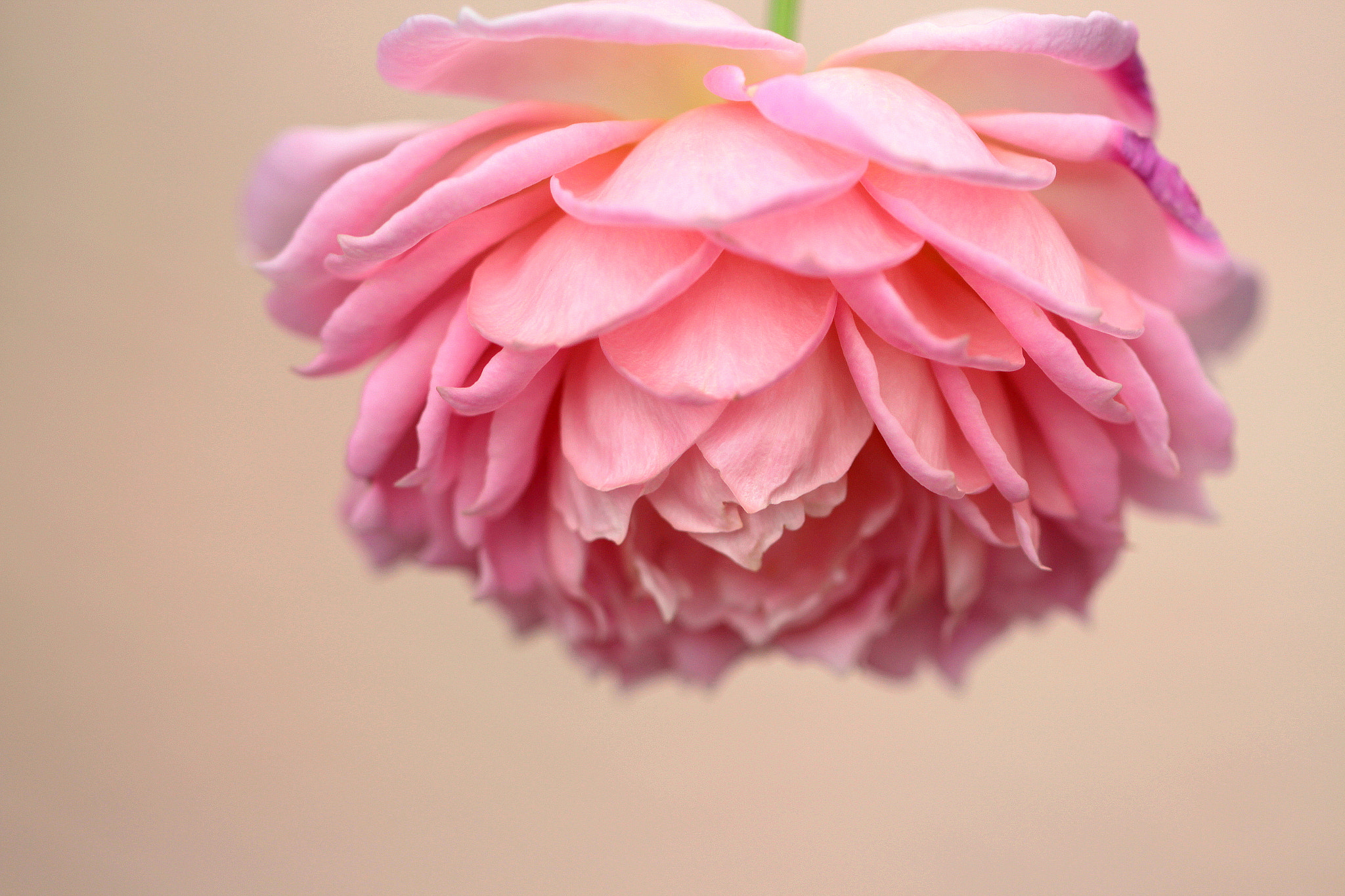 Canon EOS 650D (EOS Rebel T4i / EOS Kiss X6i) sample photo. Blooming photography