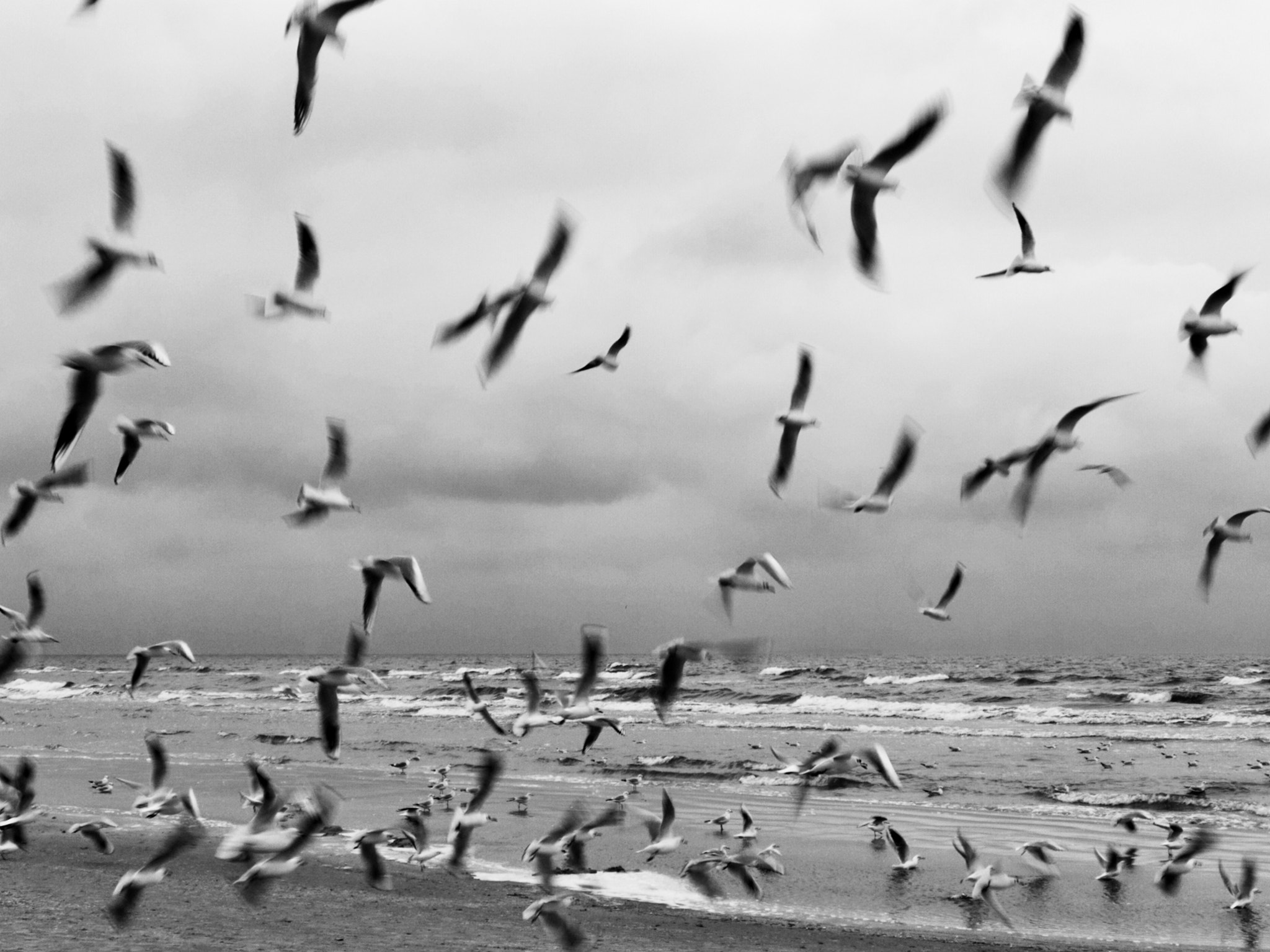 iPhone 7 Plus back camera 6.6mm f/2.8 sample photo. Seagulls at baltic sea photography