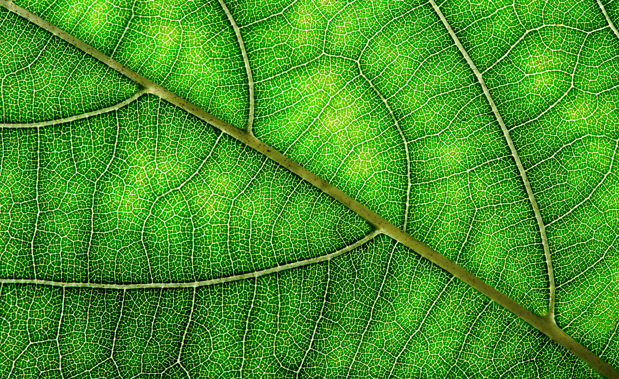 Nikon AF-S DX Micro-Nikkor 85mm F3.5G ED VR sample photo. Leaf texture photography