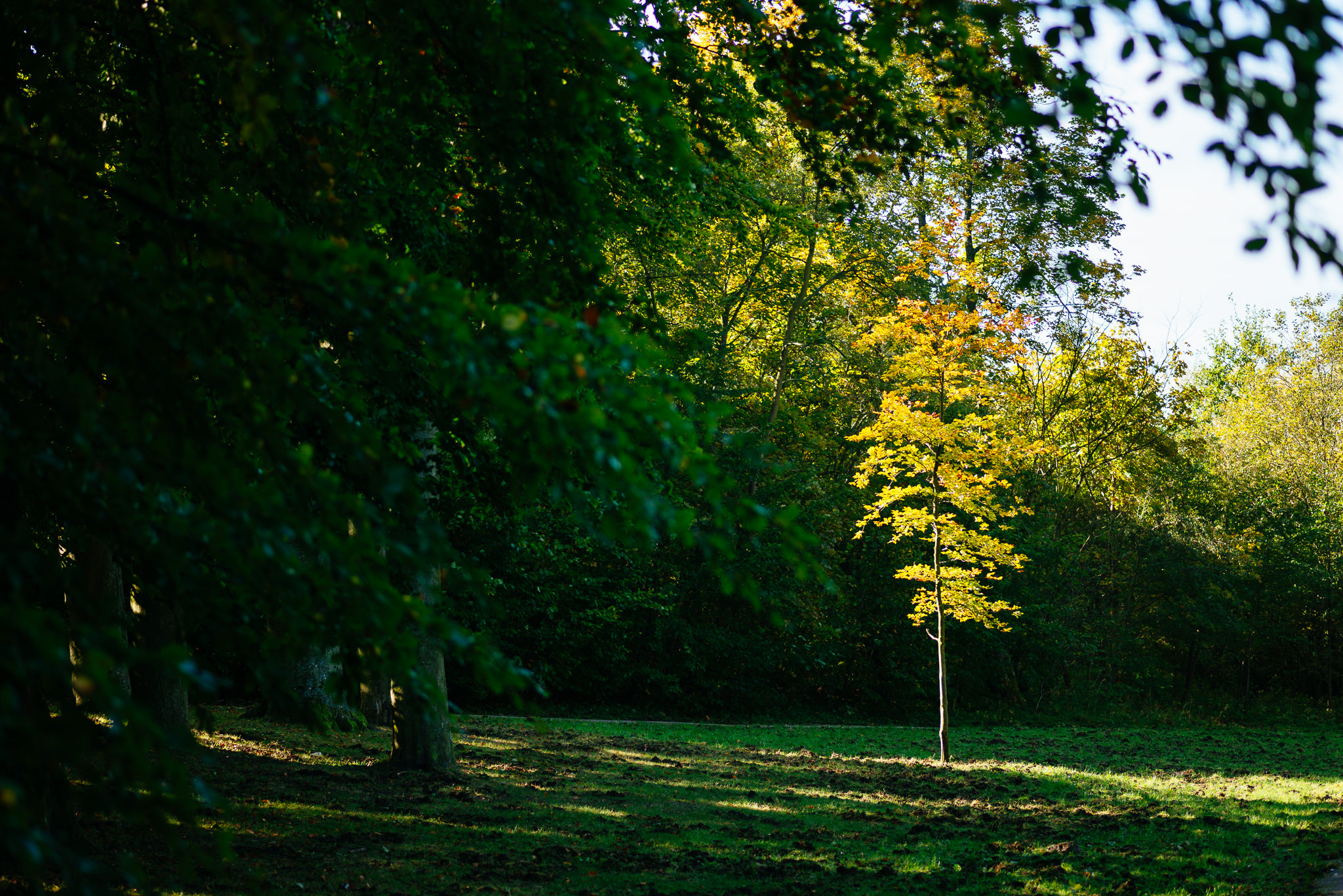 Tokina AT-X Pro 100mm F2.8 Macro sample photo. Autumn photography