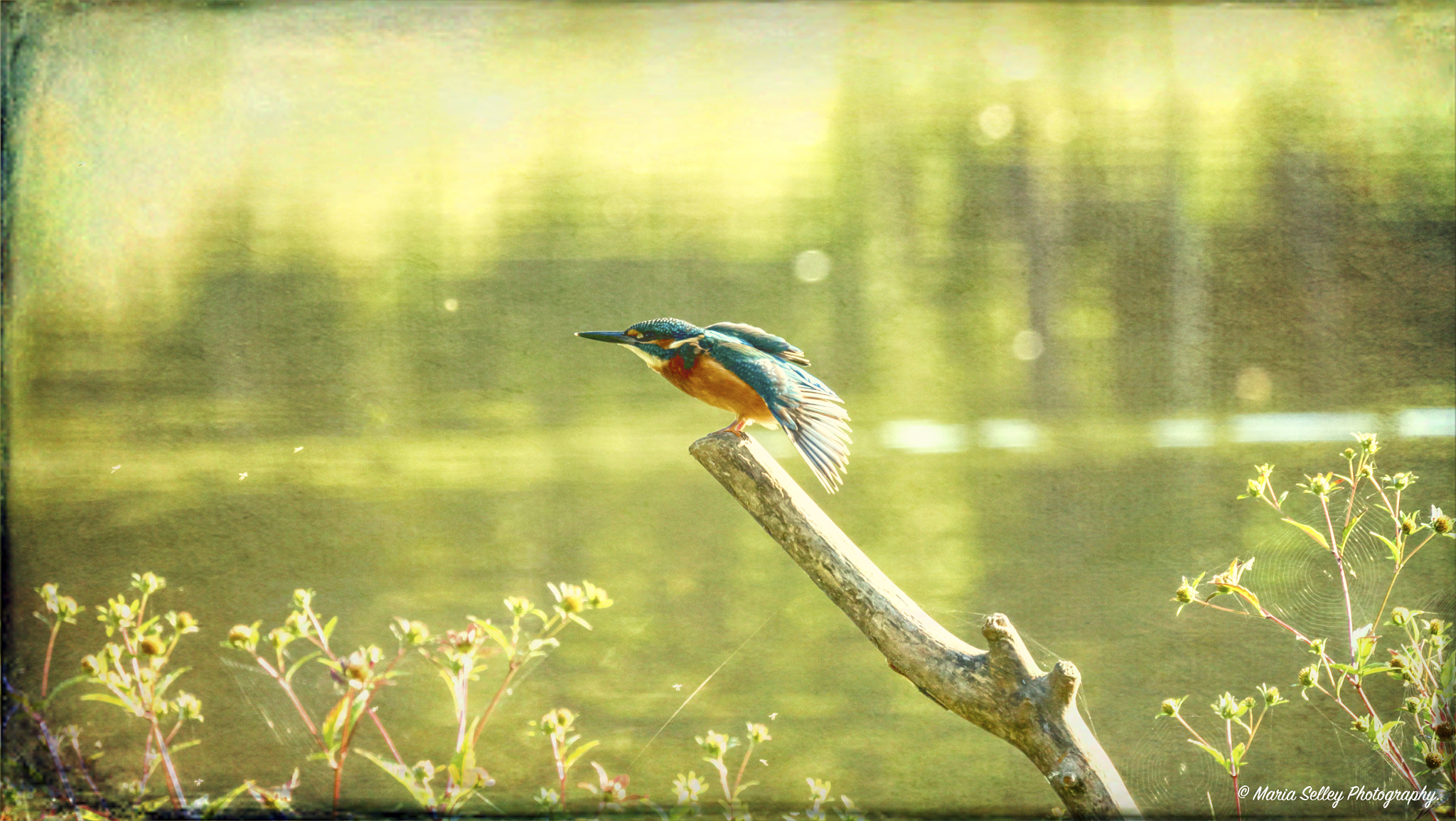 LEICA DG 100-400/F4.0-6.3 sample photo. Blue streak photography
