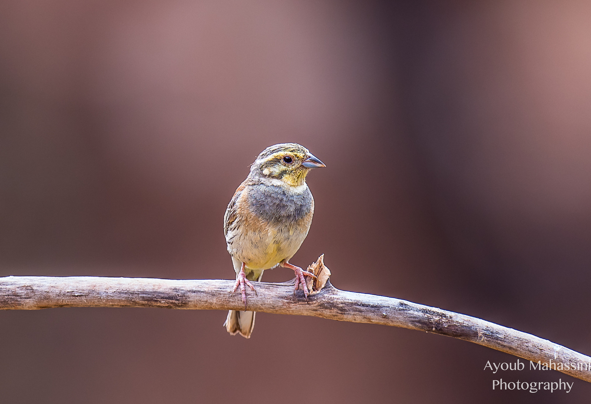 Canon EF 400mm F2.8L IS USM sample photo. Bruant zizi photography