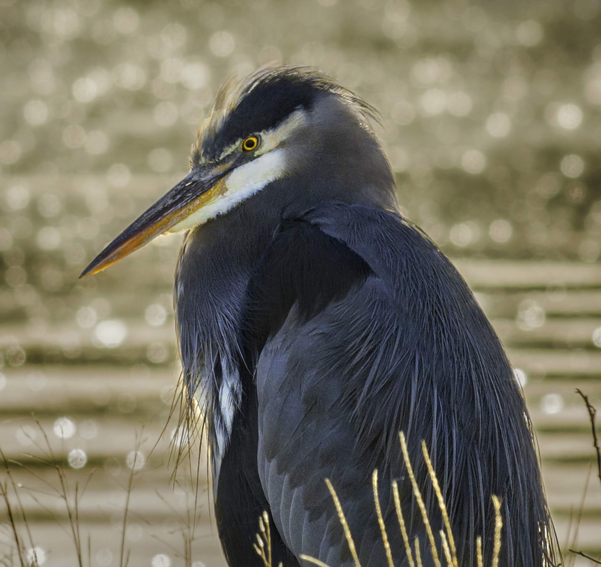 Nikon D800E + Nikon AF-S Nikkor 300mm F4D ED-IF sample photo. Great blue photography