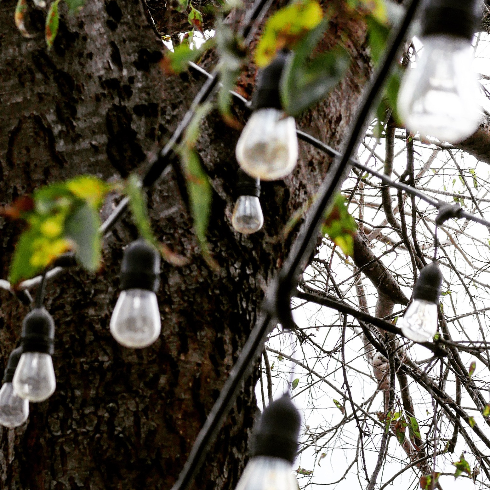 Panasonic Lumix G 42.5mm F1.7 ASPH Power OIS sample photo. String lights photography