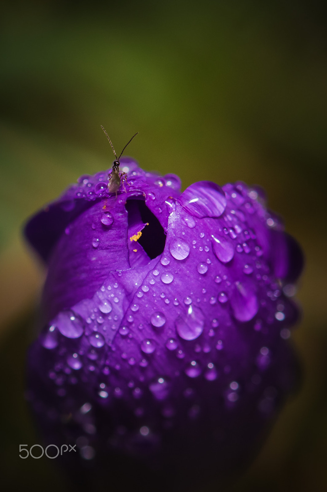 Nikon AF-S Micro-Nikkor 105mm F2.8G IF-ED VR sample photo. Fresh crocus photography