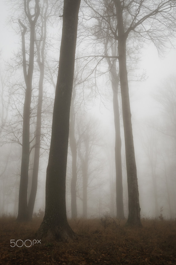 Panasonic Lumix DMC-GM1 sample photo. Misty forest photography
