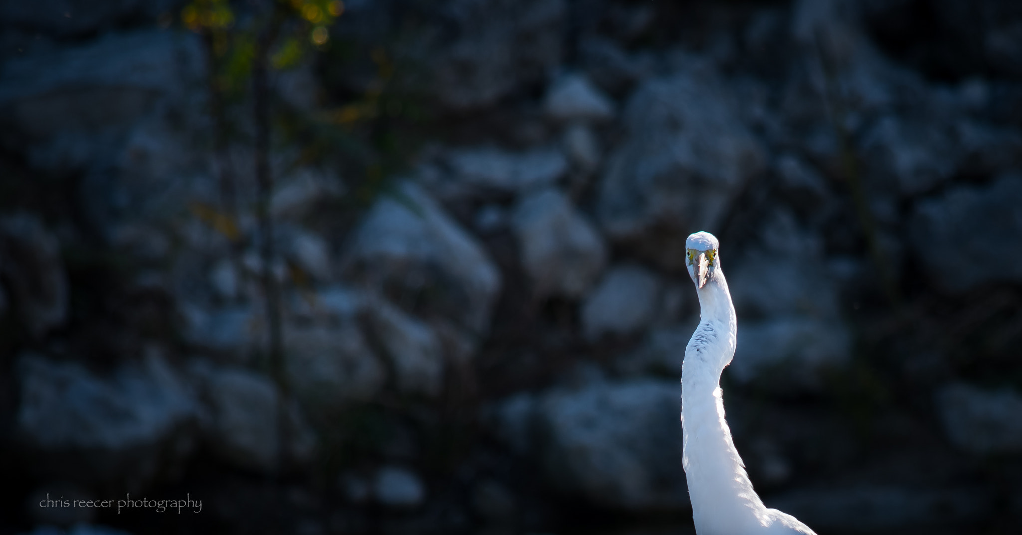 Nikon D500 sample photo. Big bird photography