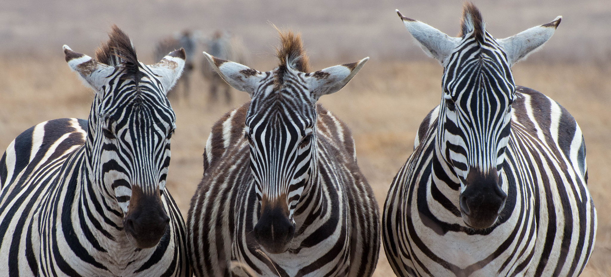 Sigma 50-500mm F4.5-6.3 DG OS HSM sample photo. Three zebras photography