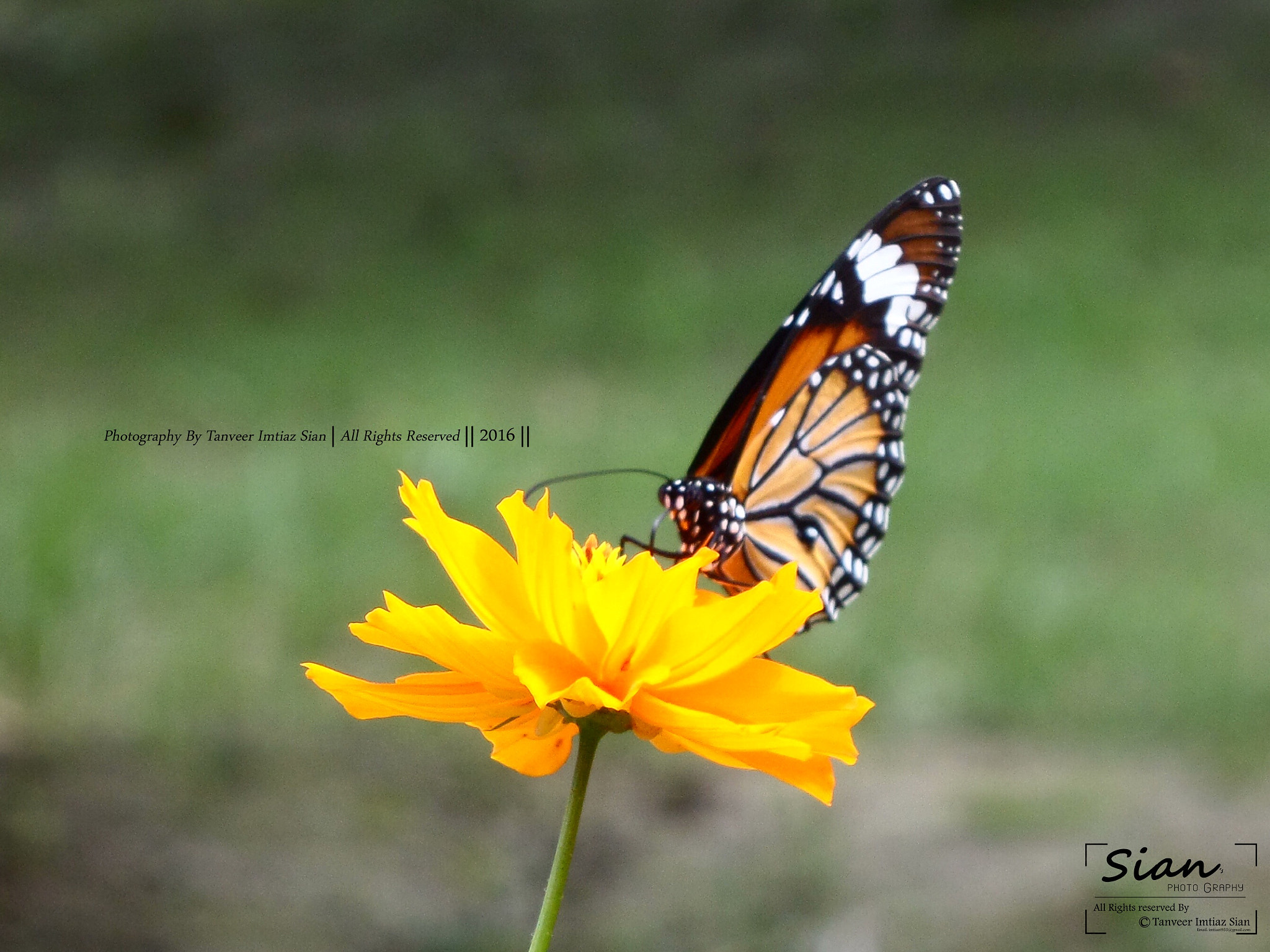 Samsung WB30F/WB31F/WB32F sample photo