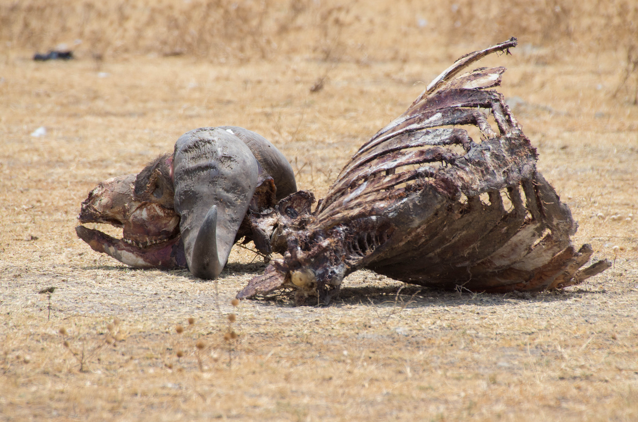 Pentax K-5 IIs + Sigma 50-500mm F4.5-6.3 DG OS HSM sample photo. Death buffalo photography