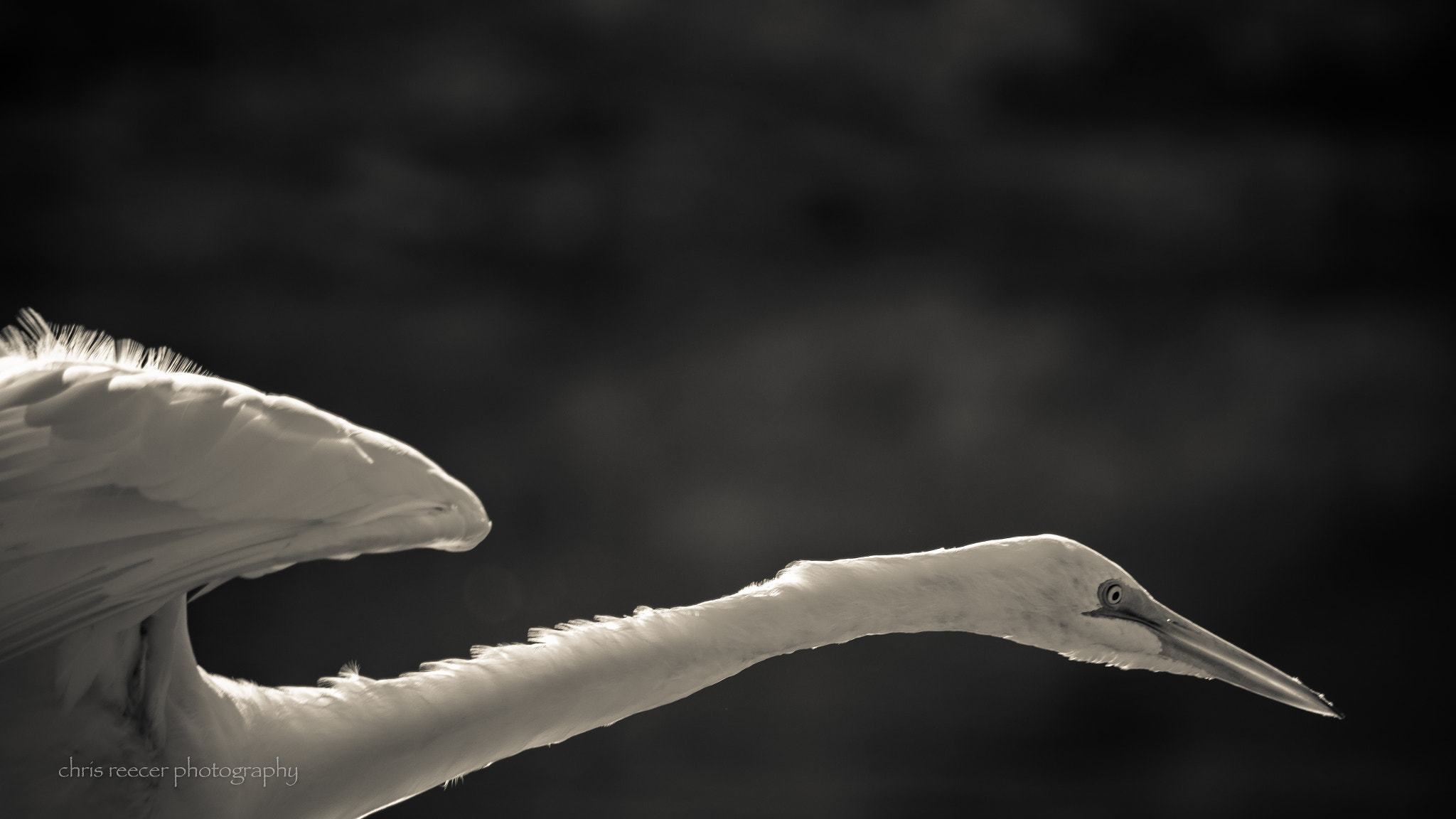 Nikon D500 sample photo. Great egret in creamtone photography