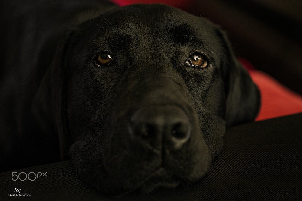 Sony FE 50mm F2.8 Macro sample photo. Melanie photography