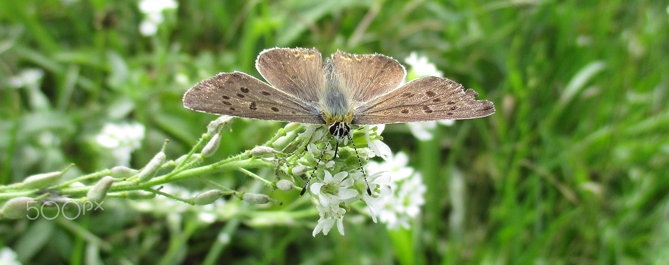 Canon PowerShot ELPH 180 (IXUS 175 / IXY 180) sample photo. Butterfly drinking nectar from flower photography