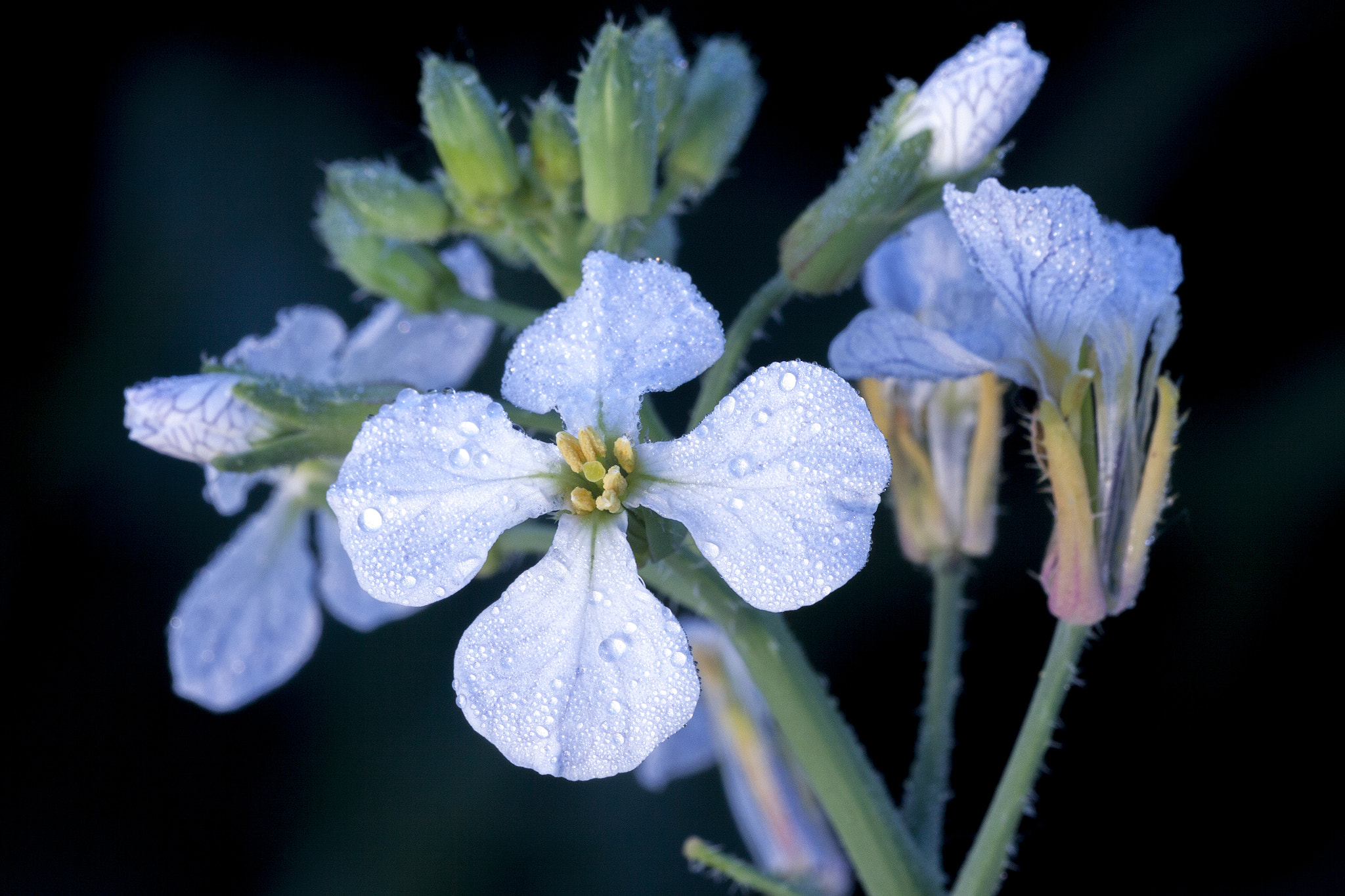 Canon EF 180mm F3.5L Macro USM sample photo. Raphanus sativus photography