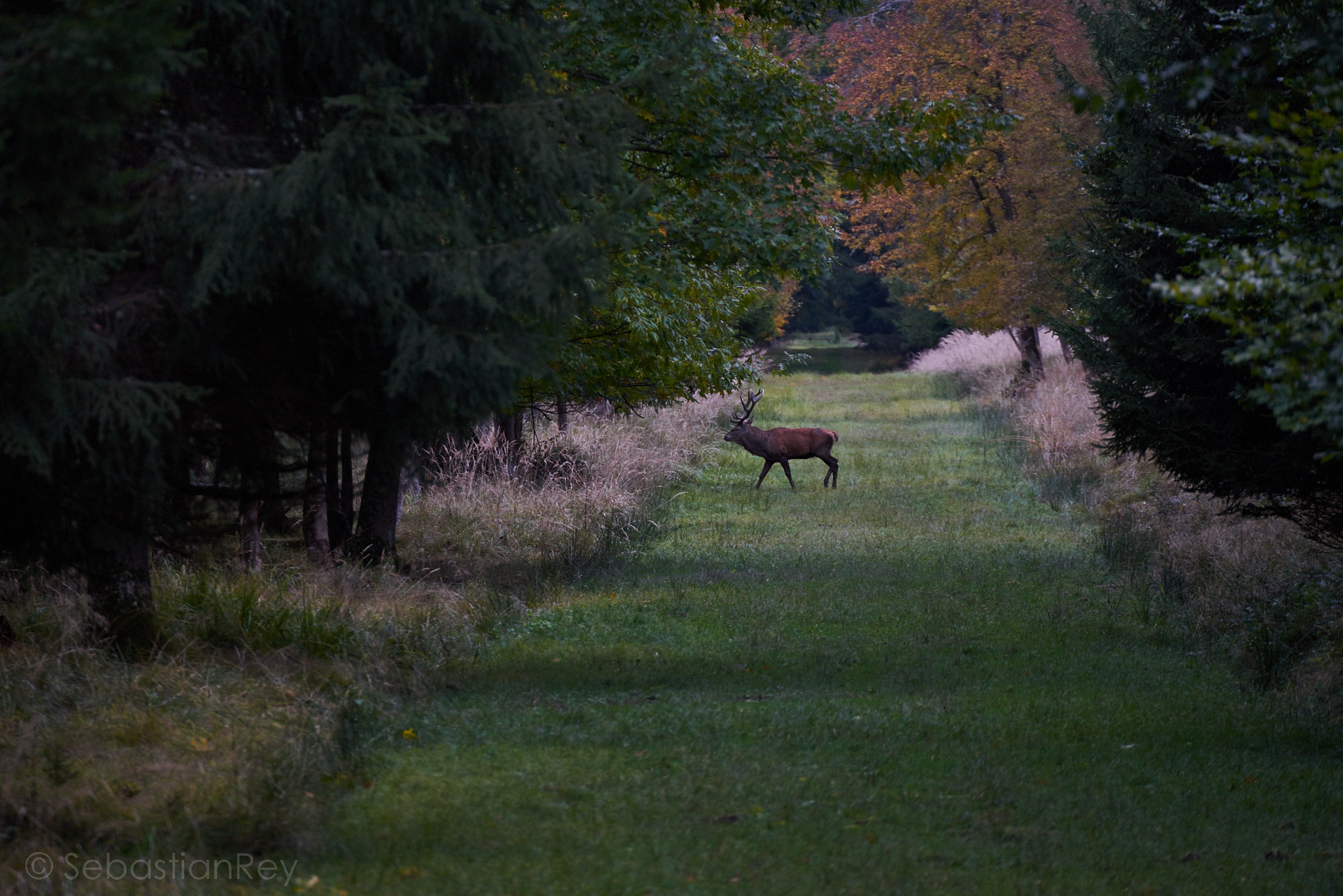 Tamron SP 70-300mm F4-5.6 Di USD sample photo. Run of life. photography