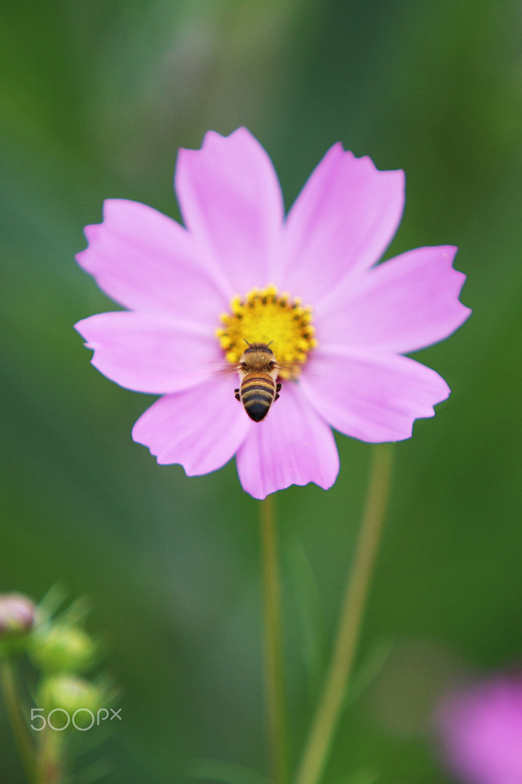 Canon EF 70-200mm F2.8L IS USM sample photo. Go go go photography